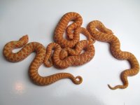 Orange albinos.jpg