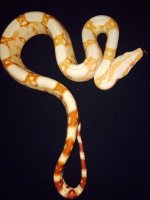 albino jungle female.jpg