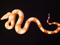 albino jungle female2.jpg