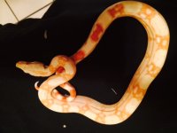 albino male g2.jpg