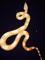 albino male g1.jpg