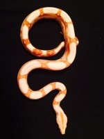 sunglow jungle female g2.jpg