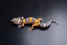 DSC_0622.jpg
