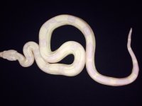 snowglow felmale g1.jpg