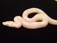snowglow felmale g2.jpg