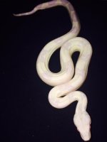 snowglow felmale g3.jpg