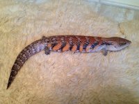 Skink1.jpg