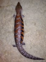 Skink3.jpg