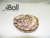 Enchi_Lesser_F2_101grams.jpg