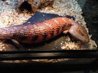 Skink4.jpg