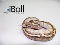 Enchi_Lesser_F3_81grams.jpg