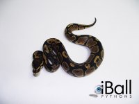 Het_Albino_Het_Pied_F1_92grams.jpg