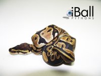 Het_Albino_Het_Pied_M1_79grams.jpg