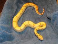 snakes 060.jpg