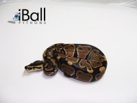 Het_Albino_Het_Pied_M2_87grams.jpg