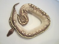 AMBER_sp_MALE.jpg