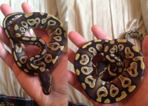 twinsss.jpg