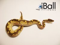 Calico_Lesser_F1_155grams.jpg