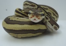 AA2014 BabiesAA 173 (425x296).jpg