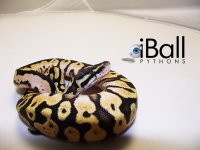 Pastel_Calico_F1_69grams.jpg