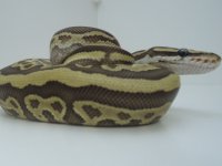 AA2014 BabiesAA 175 (425x319).jpg