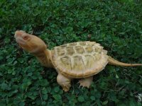albinosnapper1.jpg