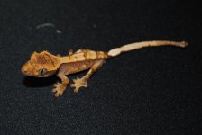 DSC_0009.jpg