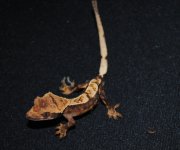 DSC_0015.jpg
