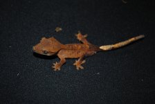 DSC_0018.jpg
