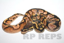calico male 14-1 (2).jpg