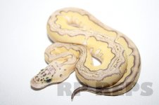 pastel lesser clown female 14-1.jpg