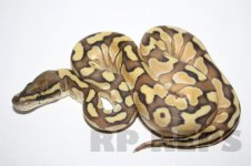 enchi lesser female 14-1.jpg