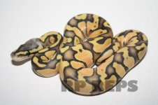 hypo pastel enchi female 14-6.jpg