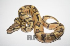 hypo enchi female 14-3.jpg