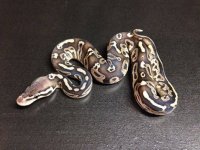 Male sable pewter poss het pied and albino $450.jpg