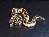 2014 Sable pastel poss get alb and pied male $150.jpg