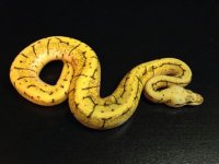 2014 Spinnerblast female $375.jpg