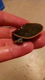 turt 1.jpg