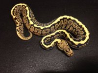 2014 Powerball ball python female $400. Powerball is the super form of the Spotnose morph..jpg