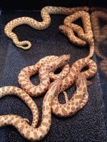 2014 Red Line Hypomelanistic males $225.jpg
