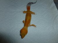 Tangerine Leopard Gecko Female Last 001.jpg