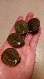 turt 2.jpg