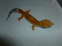 Tangerine Leopard Gecko Female Last 002.jpg