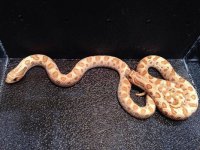 2014 Toffeeconda female western hognoses $2,000 each.jpg