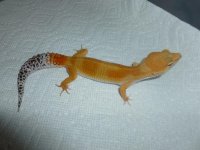 Tangerine Leopard Gecko Female Last 003.jpg