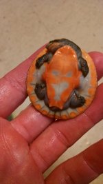 turt 3.jpg