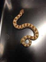 2014 Anaconda male western hognose M1 $200.jpg