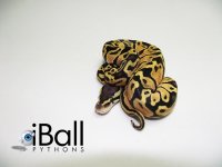 Pastel_F3_58grams.jpg