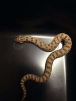 2014 Anaconda male western hognose M2 $200.jpg