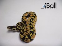 Pastel_F2_79grams.jpg